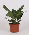 Ficus Bengalensis - Ø12cm - ↕25cm