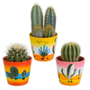 Cactus mix 8.5 cm - 3x - in Mexicaanse pot
