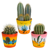 Cactus mix 8.5 cm - 3x - in Mexicaanse pot