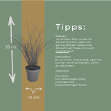 3x Miscanthus sinensis ‘Gracillimus’ – Elegant prachtriet met sierlijk overhangend blad | Potmaat 12 cm