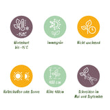 Green boutiQ - 8x Ligustrum ovalifolium Aureum - Bontbladige Liguster - Haagplanten - Groenblijvend - Bont - Pot 9cm - Hoogte 35-45cm