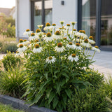 Green boutiQ - Vasteplant - Echinacea purp. Alba - Zonnehoed - Bijen- en vlinderlokkers - Wit - 24 Planten - Pot 11cm - Hoogte 15-25cm