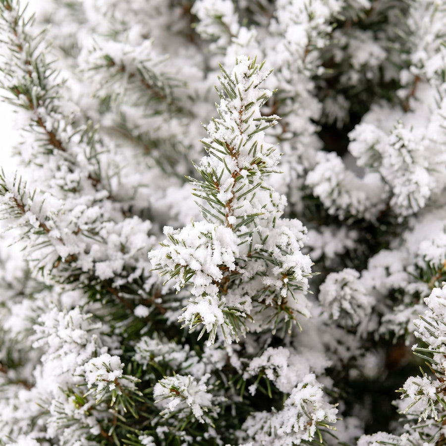 Kegelspar kerstboom besneeuwd – Pot Ø19 cm · 65 cm hoog · met jute zak (foto 4)