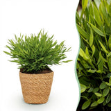 Green boutiQ - Kamerplant - Bamusa Pogonatherum Monica - Bamboegras - Huisdiervriendelijke Plant - Groen - 1 Plant - met Mand - Pot 12cm - Hoogte 20cm
