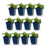 Green boutiQ - Vasteplant - Geranium cant. Cambridge - Ooievaarsbek - Bodembedekkend - Licht Roze - 12 Planten - Pot 11cm - Hoogte 15-25cm