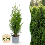 Green boutiQ - 24x Thuja occidentalis Smaragd - Levensboom - Haagplanten - Groenblijvend - Groen - Pot 9cm - Hoogte 20-30cm
