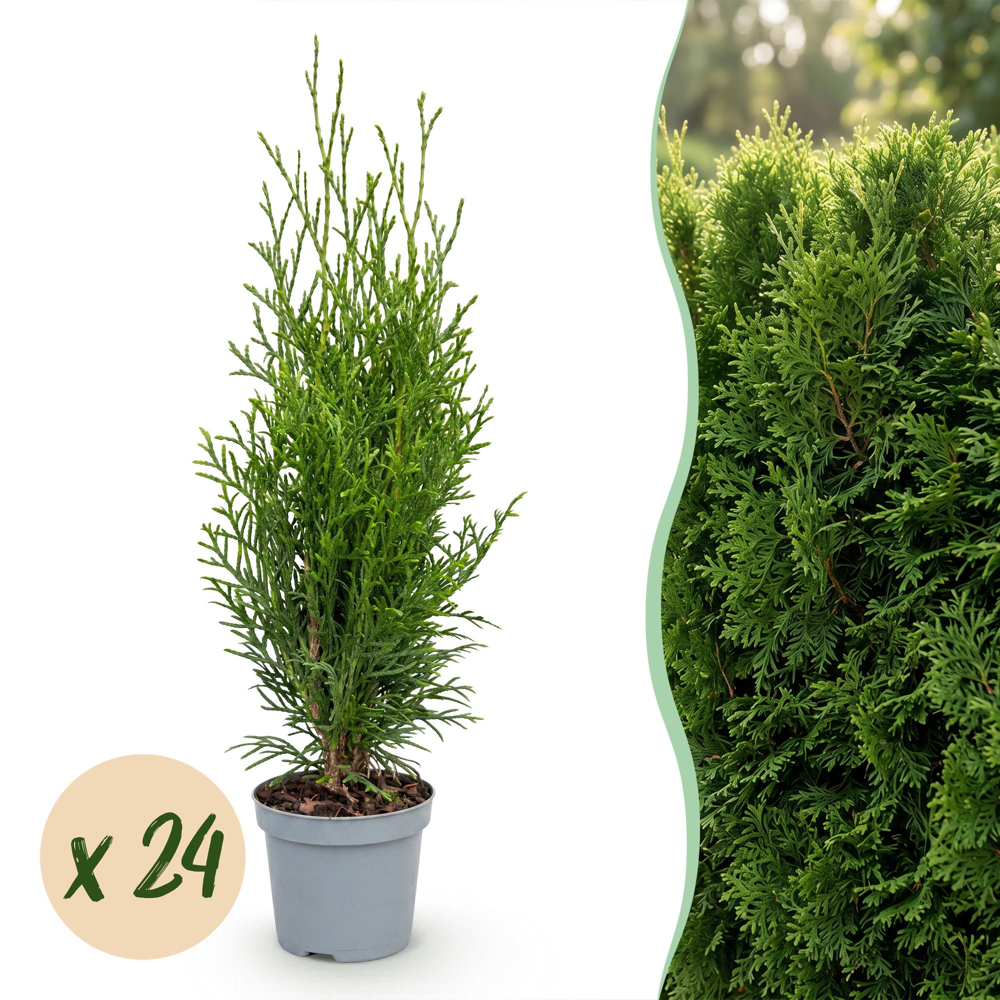 Green boutiQ - 24x Thuja occidentalis Smaragd - Levensboom - Haagplanten - Groenblijvend - Groen - Pot 9cm - Hoogte 20-30cm