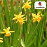 Narcisbollen Tête à Tête — gele mininarcis, 25 stuks