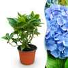 Green boutiQ - Tuinplant - Hydrangea macrophylla Blauw - Hortensia - Winterhard - Blauw - 1 Plant - Pot 12cm - Hoogte Hoogte 20-30cm