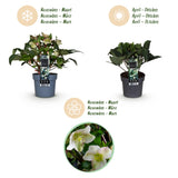 Green boutiQ - Tuinplant - Lenten Rose - Helleborus Diamfire - Groene Bloem - Groenblijvend - Pot 19cm Hoogte 40cm