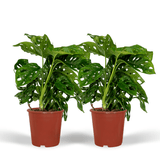 2x Monstera Monkey Leaf- Gatenplant - 30cm - ø12