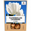 Tulp Catherina — zuiver wit