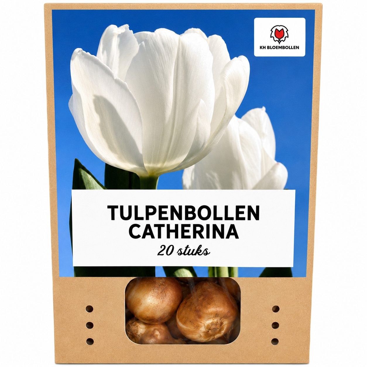Tulp Catherina — zuiver wit