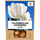 Tulp Catherina — zuiver wit