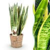 Green BoutiQ - Green is... Kamerplanten - Sansevieria Laurentii - Vrouwentong - Weinig onderhoud - met mand - Groen - 1 Plant - Pot 21cm - Hoogte 70-80cm