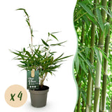 Green boutiQ - Grassen - Fargesia robusta Pingwu - Niet Woekerende Bamboe - Bladhoudend - Groen - 4 Planten - Pot 14 cm - Hoogte 35 cm