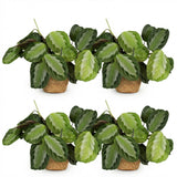 Green boutiQ - Kamerplant - Maranta Fascinator Silverband - Gebedsplant - Huisdiervriendelijke Plant - Groen - 4 Planten - met Mand - Pot 12cm - Hoogte 25cm