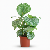 Green boutiQ - Kamerplant - Pauwenplant - Calathea Orbifolia - Groen - Weinig onderhoud - 1 Plant - Pot 21cm - Hoogte 60 - 70cm