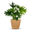 Green boutiQ - Kamerplant - Philodendron - Philodendron Lickety split - Groen - Weinig onderhoud - 1 Plant - met Mand - Pot 19cm - Hoogte 70cm
