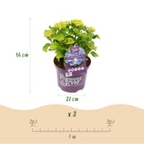 Green boutiQ - Terrasplant - Hortensia - Hydrangea Forever & Ever - Blauw - 7-12 Bloemen - 2 Planten - Pot 23cm Hoogte 55cm