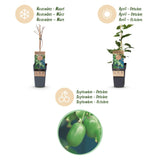 Green boutiQ - Fruitplant - Acitinidia arguta Issai - Kiwiplant - Zelfbestuivend - Groene Vrucht - 2 Planten - Pot 15cm - Hoogte 50cm