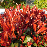 Green boutiQ - Haagplanten - Photinia fraseri Red Robin - groen rood- 6 planten - 1 strekkende meter - groenblijvend - pot 17cm hoogte 50cm