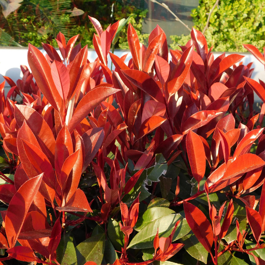 Photinia fraseri Red Robin — Glansmispelhaag, 6 planten (1 strekkende meter), 50 cm