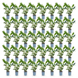 Green boutiQ - 40x Prunus laur. Caucasica - Laurierkers - Haagplanten - Groenblijvend - Groen - Pot 9cm - Hoogte 25-35cm