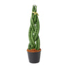 Sansevieria cylindrica 'Twist' - 40 cm - ø10,5
