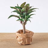 Planten terrarium navulling & startpakket - Jungle