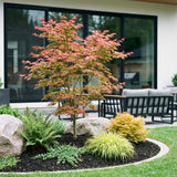 Green boutiQ - Tuinplant - Acer palmatum Beni Maiko - Japanse Esdoorn - Bladverliezend - Rood - 1 - Pot 26cm - Hoogte 90cm
