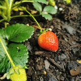 Aardbeien 6 pack (Fragaria) 100% biologisch 8x