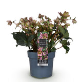 Green boutiQ - Tuinplant - Lenten Rose -Helleborus Angels Glow - Roze Bloem - Groenblijvend - Pot 19cm Hoogte 50cm