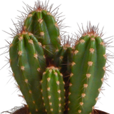 Cereus mix 10,5cm - 3x - zonder pot