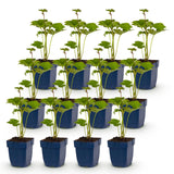 Green boutiQ - Vasteplant - Anemone hybr. Kön. Charlotte - Herfst Anemoon - Schaduw - Roze - 12 Planten - Pot 11cm - Hoogte 15-25cm