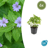 6x Geranium nodosum - ↕10-25cm - Ø9cm