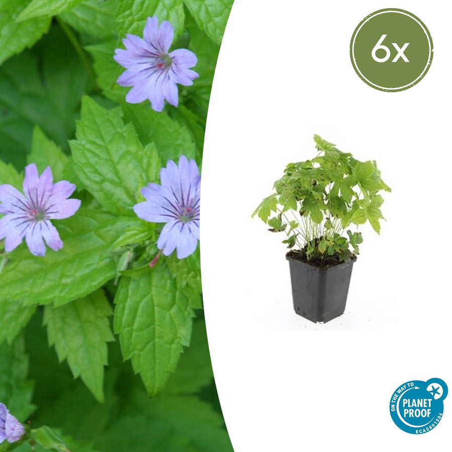 Geranium nodosum – 6 planten · pot Ø9 cm · 10-25 cm hoog