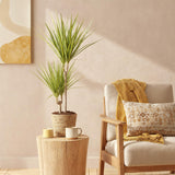 Green BoutiQ - Green is... Kamerplanten - Dracaena Sunray - Drakenbloedboom - Weinig onderhoud - met mand - Groen - 1 Plant - Pot 17cm - Hoogte 70-75cm
