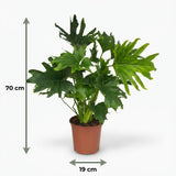 Green boutiQ - Kamerplant - Philodendron - Philodendron Lickety split - Groen - Weinig onderhoud - 1 Plant - Pot 19cm - Hoogte 70cm