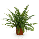 Green boutiQ - Kamerplant - Nephrolepsis exaltata Green Lady - Varen - Huisdiervriendelijke Plant - Groen - 1 Plant - Pot 12cm - Hoogte 25cm