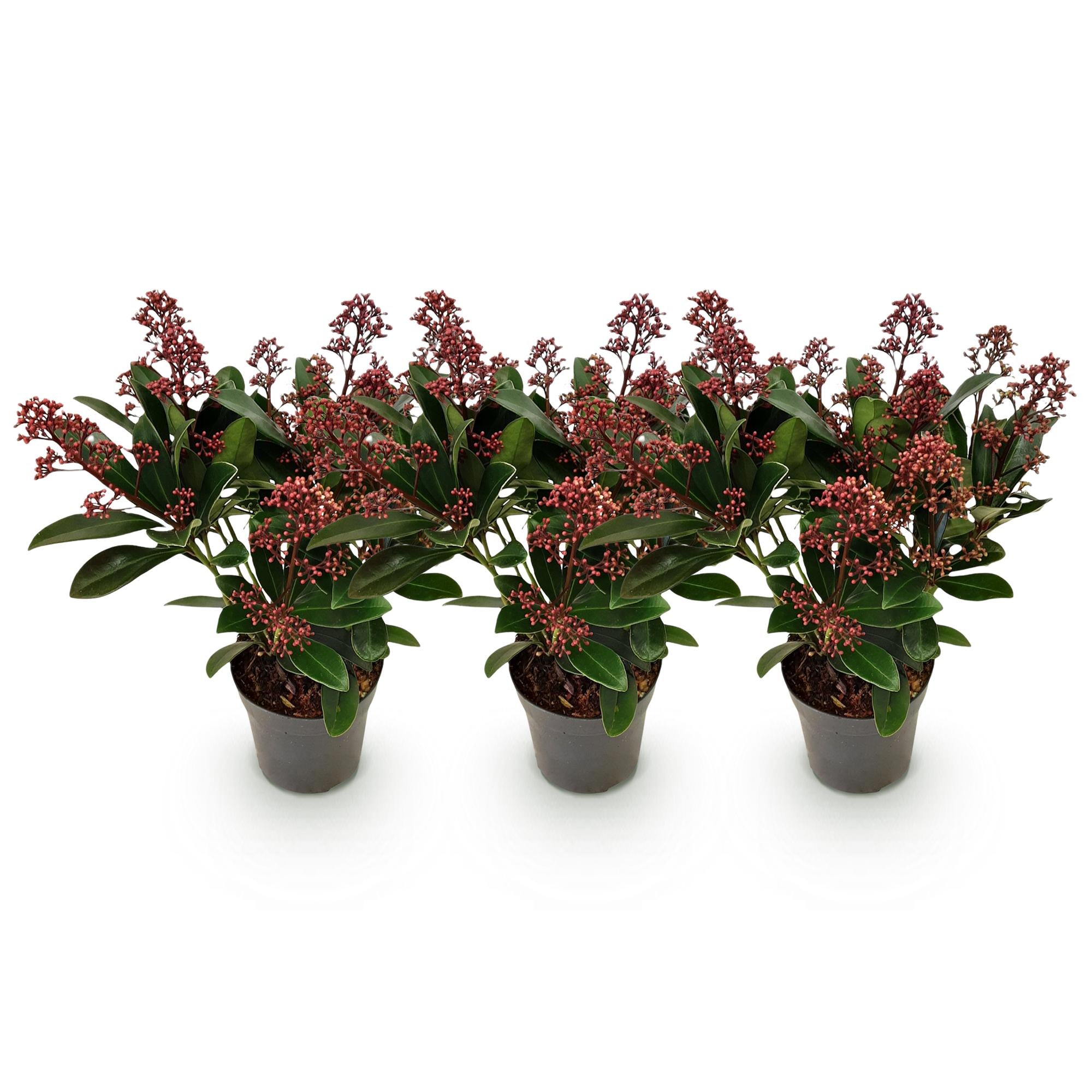 Green boutiQ - Terrasplant - Skimmia japonica Rubella - Bloem Rood - 10+ Bloemen - 3 Planten - Winterhard - Pot 10,5cm Hoogte 25cm