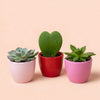 Plant set van 3 met mini pot - Love - Vetplanten - roze/rood - Ø 6 cm