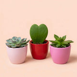 Plant set van 3 met mini pot - Love - Vetplanten - roze/rood - Ø 6 cm