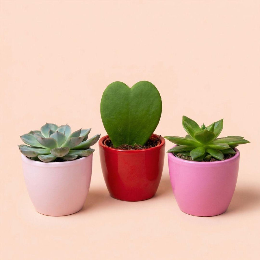 Vetplanten – Pot Ø6 cm