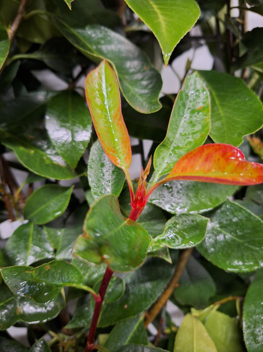 Photinia Fraseri 'Red Robin' – Kant-en-klaar haagscherm 120 x 180 cm bij levering (foto 2)