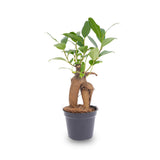 Ficus Ginseng bonsai - Microcarpa -Potmaat Ø 6 cm