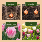 35x Tulipa Pastel mix - Pastel tulp mix - Diversen - Voorjaarsbloeier - Bolmaat 11/15