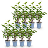 Green boutiQ - 8x Prunus lusitanica Angustifolia - Portugese Laurier - Haagplanten - Groenblijvend - Groen - Pot 9cm - Hoogte 25-35cm