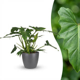 Green boutiQ - Kamerplant - Philodendron - Philodendron Lacerum - Groen - Weinig onderhoud - 1 Plant - met Potter Grijs - Pot 19cm - Hoogte 65cm