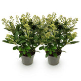 Green boutiQ - Terrasplant - Skimmia japonica Finchy - Bloem Wit - 15+ Bloemen - 2 Planten - Winterhard - Pot 15cm Hoogte 30cm